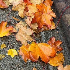 Meet your Posher, Jasmina